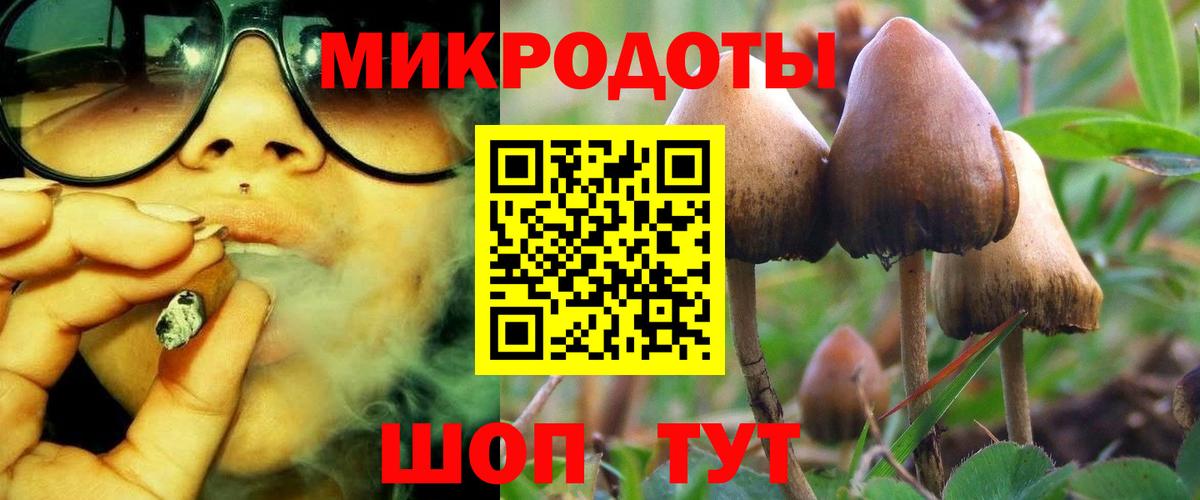 Псилоцибиновые грибы Psilocybine cubensis Петропавловск-Камчатский